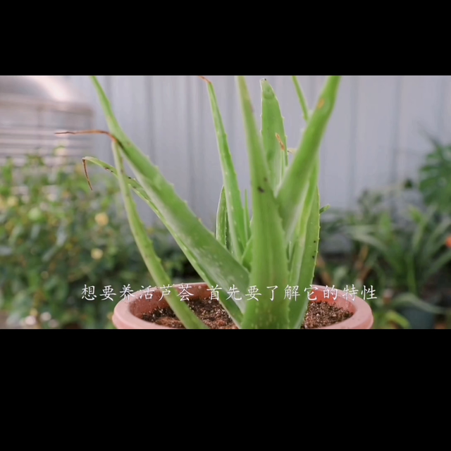 我要上热门，家庭版芦荟种植方法#记录片