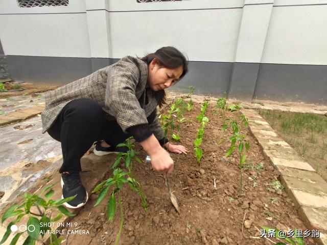 庭院种菜（一）：在庭院种菜首先要达到这5个标准，是种菜的基础