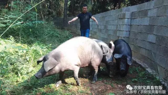 “零饲料”生态猪肉供不应求，养殖难度大不大？