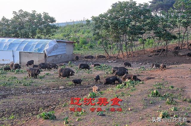 沈阳农民山沟养猪，估计年收入要超百万，纯正原生态黑猪