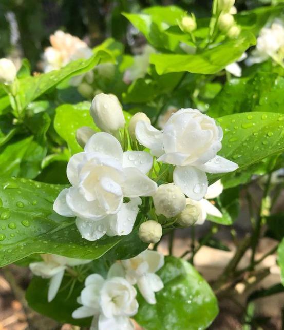 盆栽茉莉花，“3点”要做到，一年四季花不断，能开成百上千朵