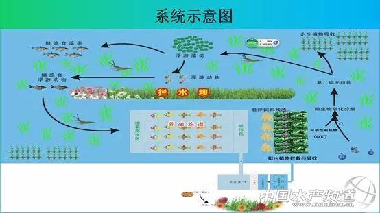 跑道鱼：池塘内循环养殖系统养殖技术分享