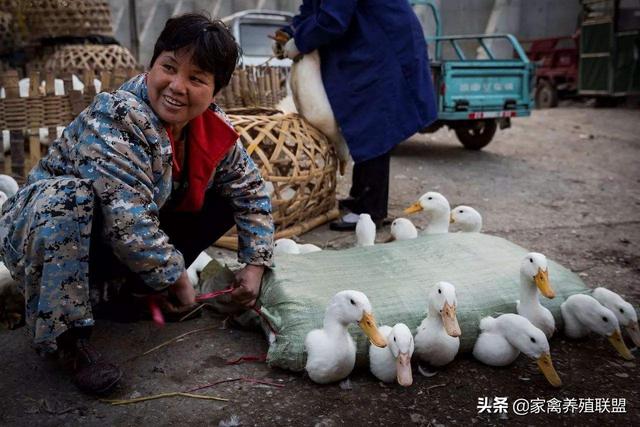 鸭子供应偏紧，现在养殖还来得及吗？