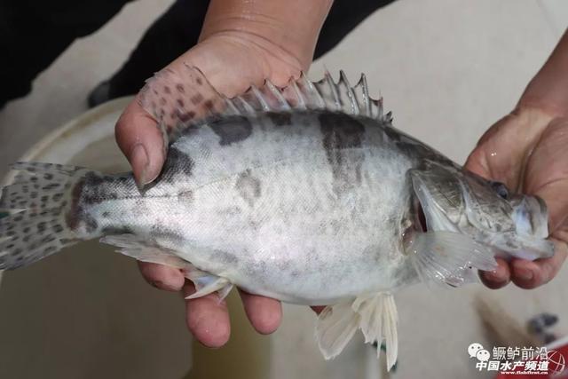 鳜鱼饲料养殖还需注重养殖模式和水质管理