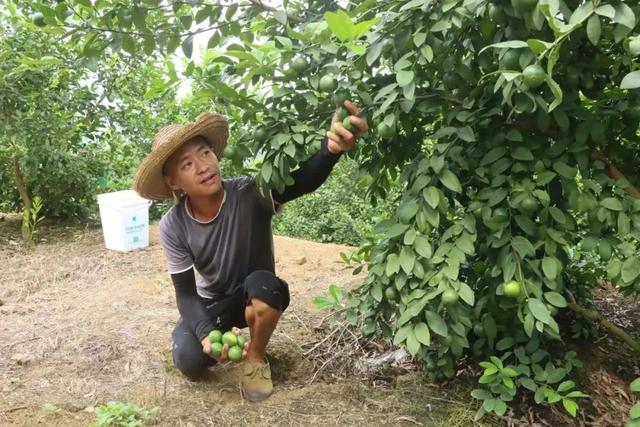 “酸果子”让村民过上“甜日子”，河口万亩柠檬丰收了！