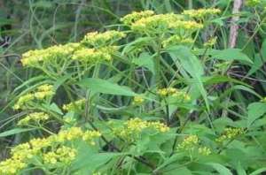 怎样种植野菜(苦菜叶苦常吃好比人参补，野菜栽种很简单，3分钟可以全部学会)