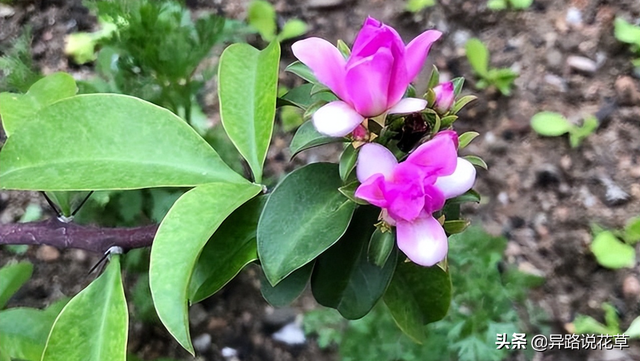 木麒麟：百花争艳甘心为背景，寓意着“倔强而坚贞、温柔又忠诚”