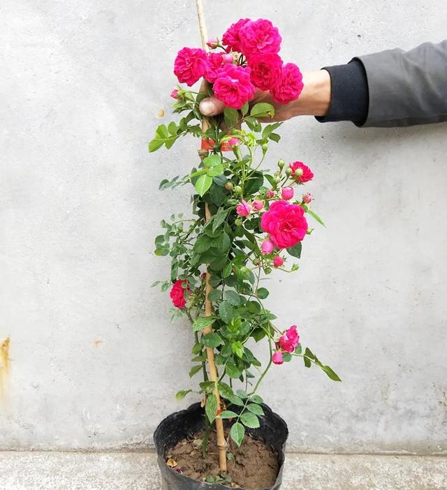 红木香怎么种？做2点，开花无数朵，枝叶繁茂，开出漂亮喜庆花海