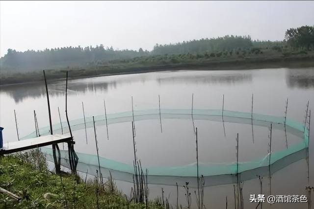 乌苏里拟鲿生物学及其池塘人工驯化养殖技术