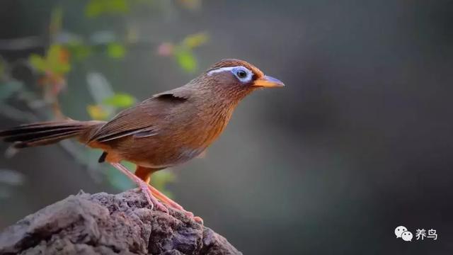 画眉鸟的饲养技巧