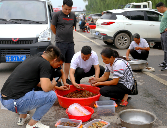 河南男子捉金蝉，日入近千元，背后是“暗流涌动”的金蝉养殖市场