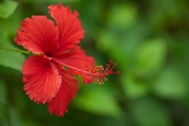 喜光开花旺，扶桑花掉苞养不好，肯定是这几点没做好