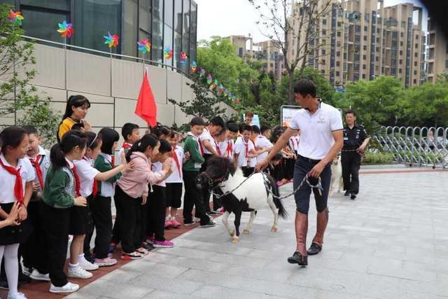 两匹小矮马入驻杭州一小学 孩子们要海选取名还要赚钱养它们