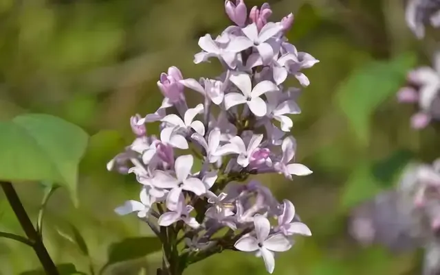 想要养殖好丁香花，掌握9个技巧，给你繁花锦簇