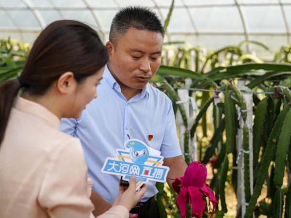 漯河市舞阳县水牛刘村：火红的“火龙果”让日子过得红红火火