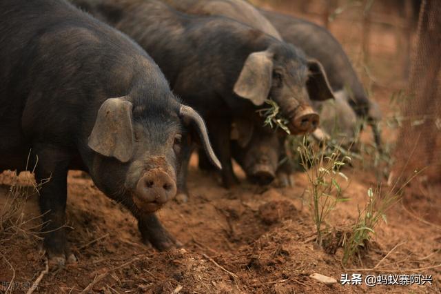 央视的这套节目，到底是致富经还是“致负经”？为啥农民一试就赔