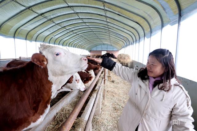 江西湖口：肉牛养殖让日子“牛”起来