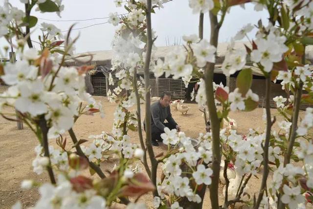 「不紧不慢一月一万」邯郸市成安县大寨村靠养鸭走出致富路