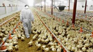 欧美最新养殖项目(美国养肉鸡40天体重达到25公斤，1个孵化器放7000颗鸡蛋，全智能)
