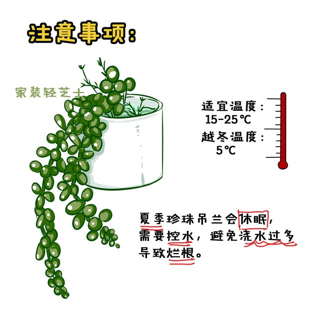 量天尺、珍珠吊兰、千年木..这5种百搭植物，浇水只需记住8个字