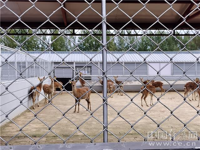 「幸福东北」鹿乡致富经：放大梅花鹿产业优势 幸福由鹿而起