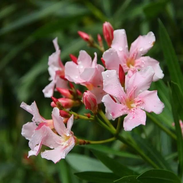 温柔恬静花朵繁茂的柳叶桃，夹竹桃这么养护，叶片翠绿情意浓