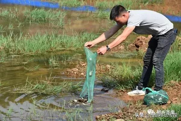 云南昭阳苏家院顺山村新添一处大闸蟹养殖基地