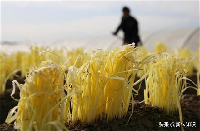 韭黄种植技术，种植户要注意这几点啦