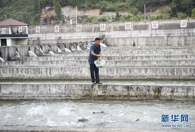 蒋开均：冷水鱼养出重庆山区“热经济”