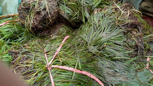 稻田养殖小龙虾水草种植技术