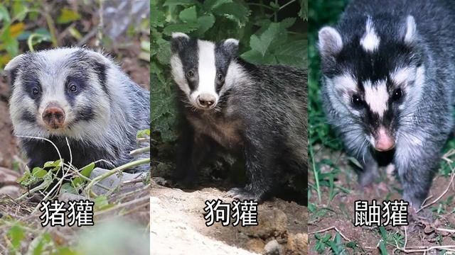 新疆发现“山獾”，长着一个猪鼻，四肢有利爪，遇人会站起来示威