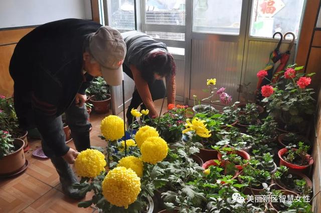 岛城绿色家庭巡展｜西海岸新区创绿色家庭，建美丽庭院，丰富家庭文明建设内涵