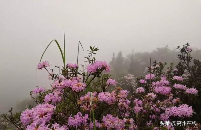 高州这一片花海你去打卡了吗？山上杜鹃花“粉”了一大片！