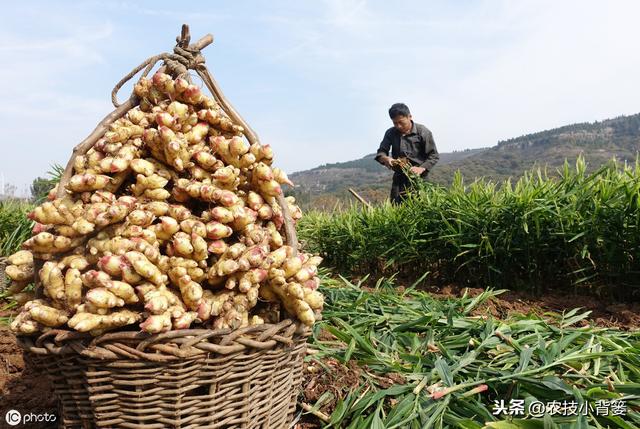 大姜播种用好这几招，苗齐、苗壮、产量高！