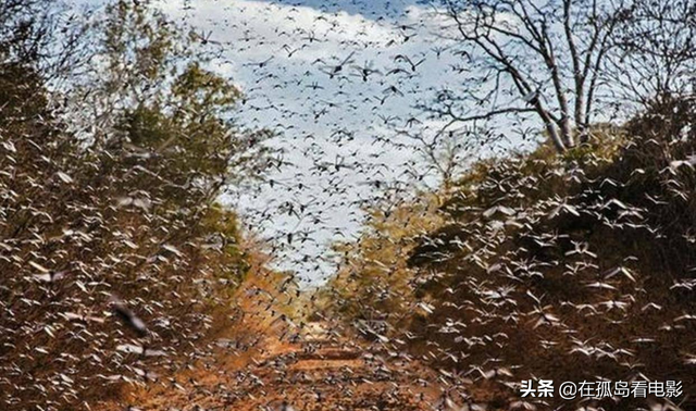 看完这期“战斗鸡”治蝗虫节目，我可算明白为啥军事农业是一家了