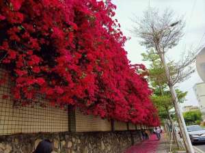 广州省三角梅种植基地(“带刺美人”簕杜鹃，从凤溪村走到广州立体天桥)