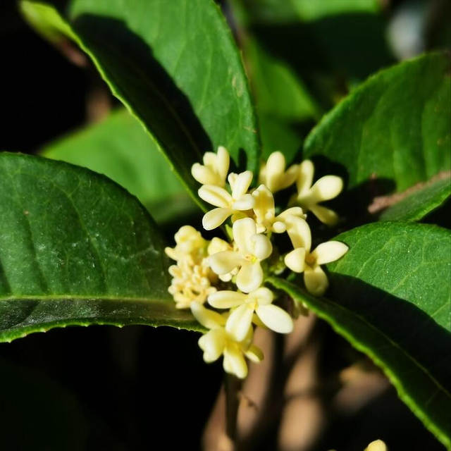 室内好养皮实花，养好了一年四季都开花，叶子绿油油贼好看