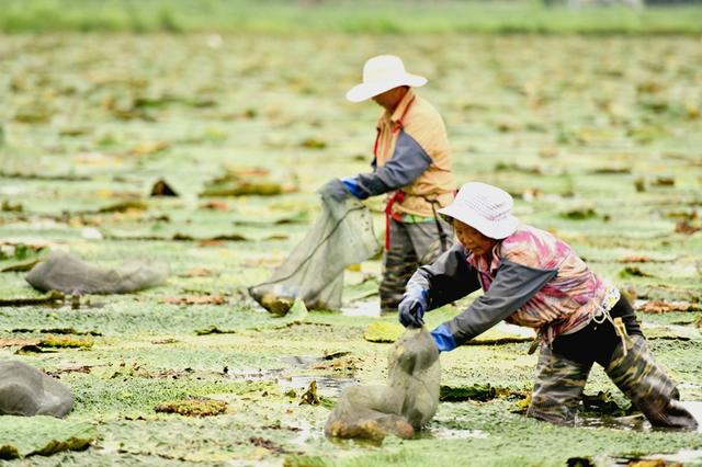 江苏沭阳：小小芡实米 农民“致富果”