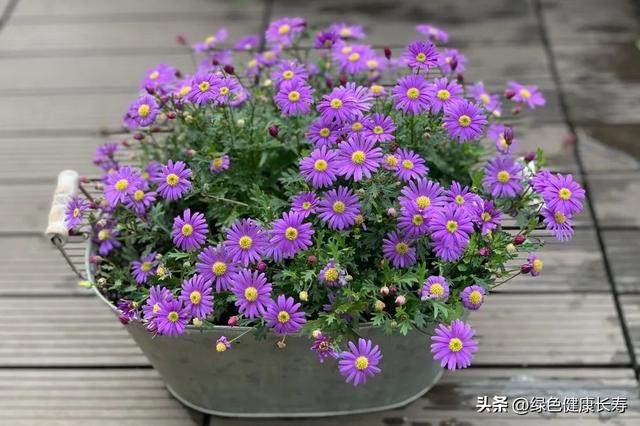 看菊展、菊花你都认识吗？那就先认识这种美丽的姬小菊