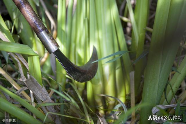 茭白田里套养鱼、鳅、蟹、虾，种养模式结合好，产出茭壮嫩渔肥丰