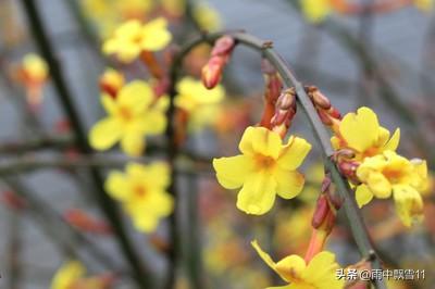 迎春花易栽培，初冬将它冻一冻，春节开花更鲜艳，花朵特别美