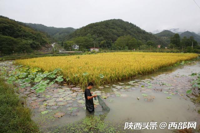 陕南小伙投百万稻田养小龙虾 成功后要复制稻虾共存循环养殖