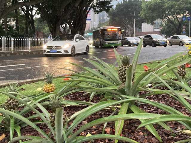 湛江市区绿化带长出小菠萝？！市城综局：系可食地景