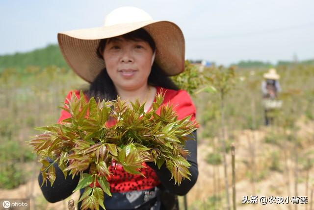 香椿种苗繁殖的方法有哪些？每种繁殖方法有哪些操作管理细节？