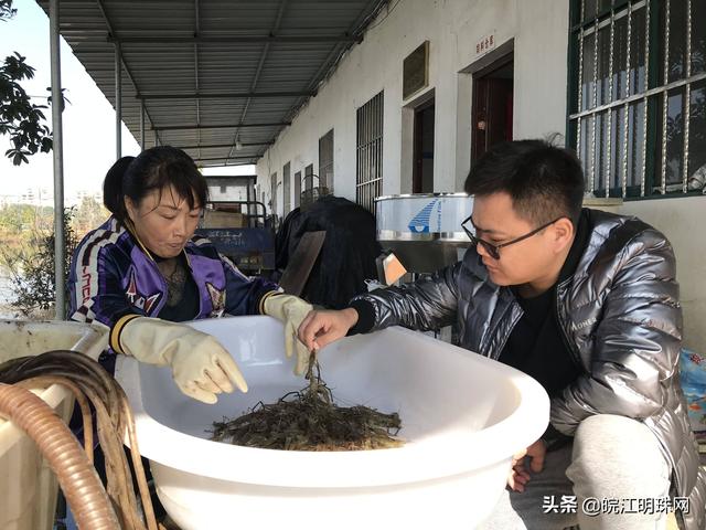 芜湖：科学助力青虾养殖 促进行业增产增收