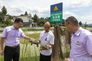 四川甲鱼养殖场(农行四川苍溪支行发放甲鱼产业贷款560万元)