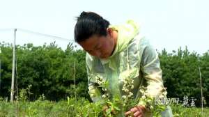 蓝莓种植的视频下载(微视频丨河北易县：栽种蓝莓树 致富“蓝”不住)