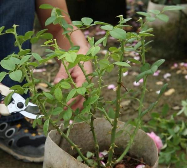 “果汁”一样的月季花，养护有窍门，越剪越整齐，齐刷刷的都爆盆