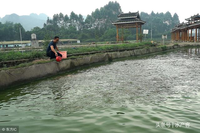 养鱼肥水的好处及坏处？怎么选择合适的肥水方法