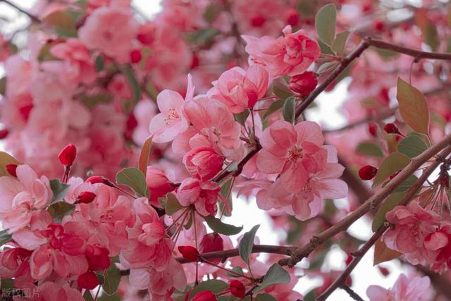 它是“花中女神”，适合栽进院子里，应该如何繁殖